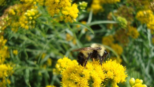 bumblebee bee insect