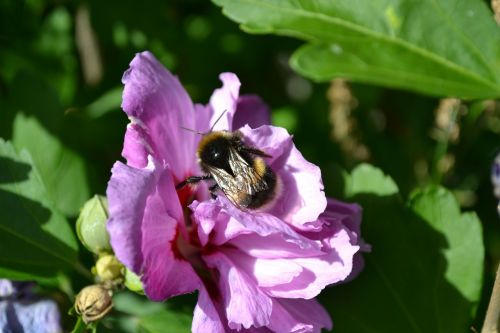 bumblebee close-up hibiscus