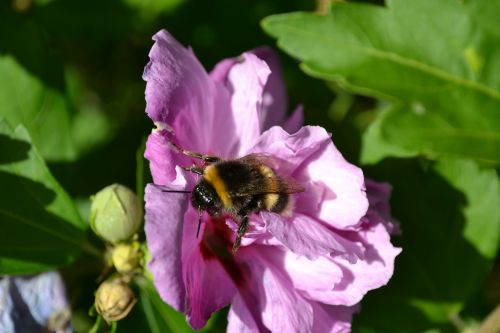 bumblebee close-up hibiscus