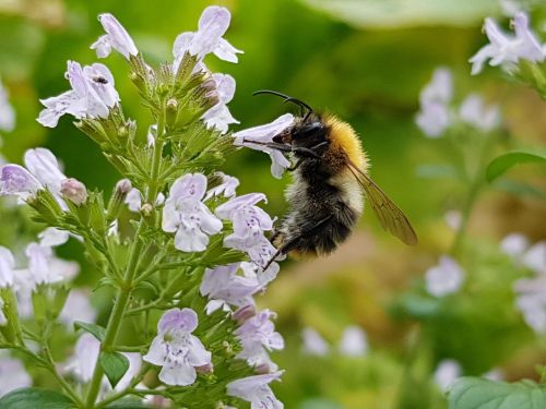 bumblebee insect flower