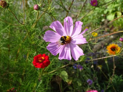 bumblebee flower nature