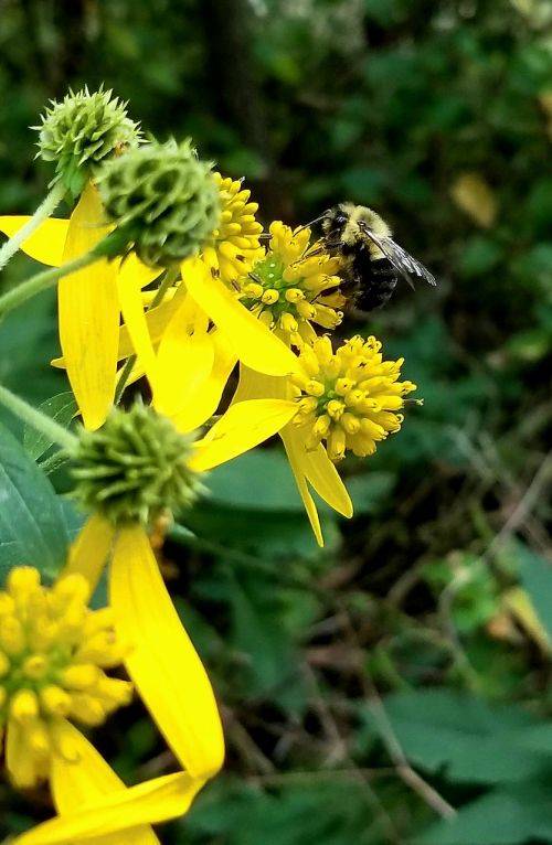 bumblebee yellow flower