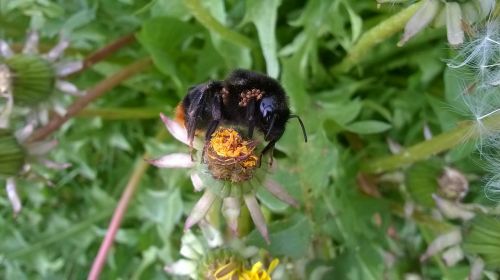 bumblebee bee mite