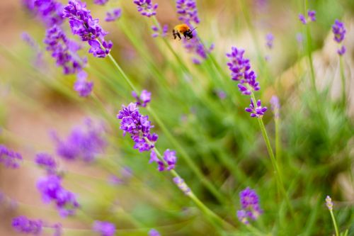 bumblebee insect lavender
