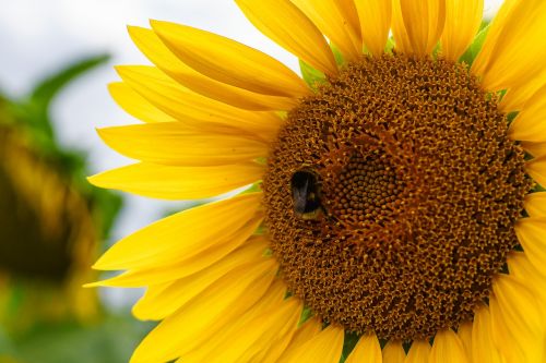 bumblebee sunflower flower