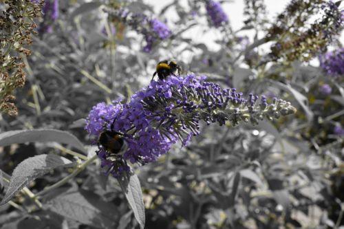 bumblebee purple grey