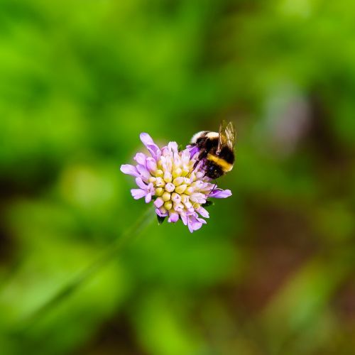 bumblebee clover flower