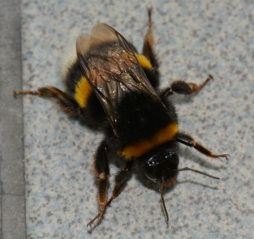bumblebee bug animal