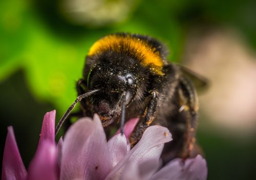 bumblebee insect nature