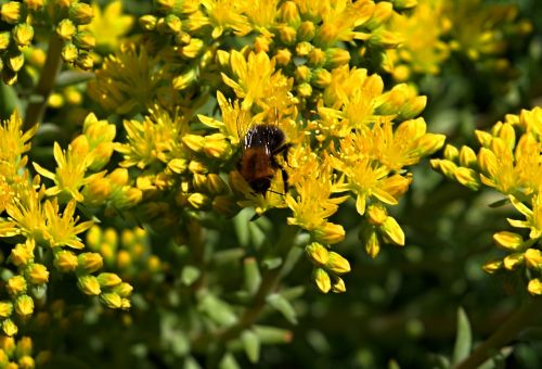 bumblebee yellow flowers