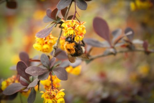 bumblebee plant macro