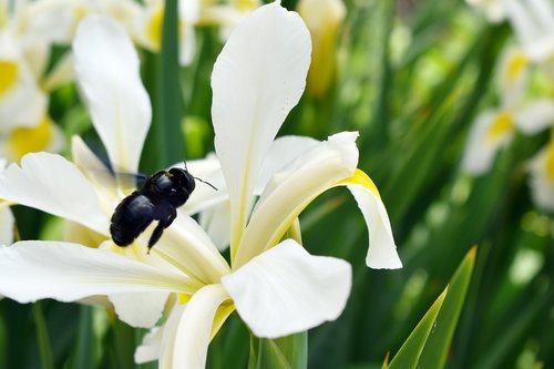 bumblebee  flying  flower
