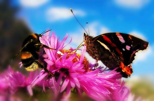 bumblebee  butterfly  flower