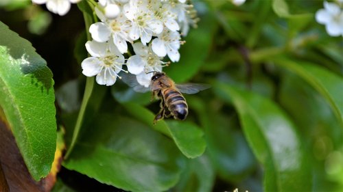 bumblebee  flower  nature