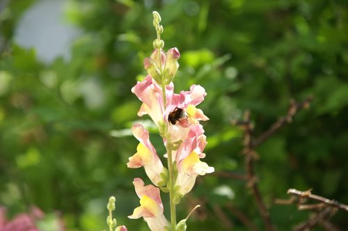 bumblebee  snapdragon  garden