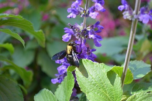 bumblebee  flower  nectar