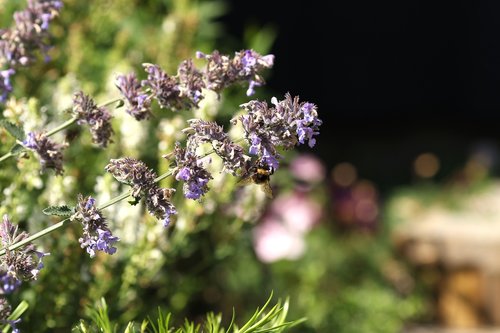 bumblebee  garden flower  summer flower