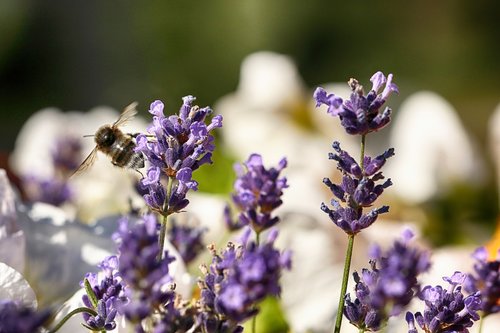 bumblebee  insect  macro