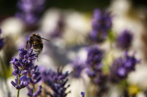 bumblebee  insect  macro