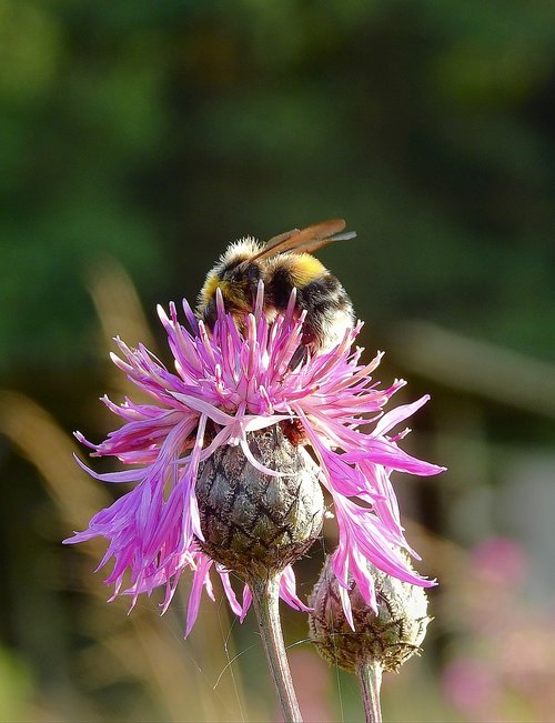 bumblebee  flower  pollination