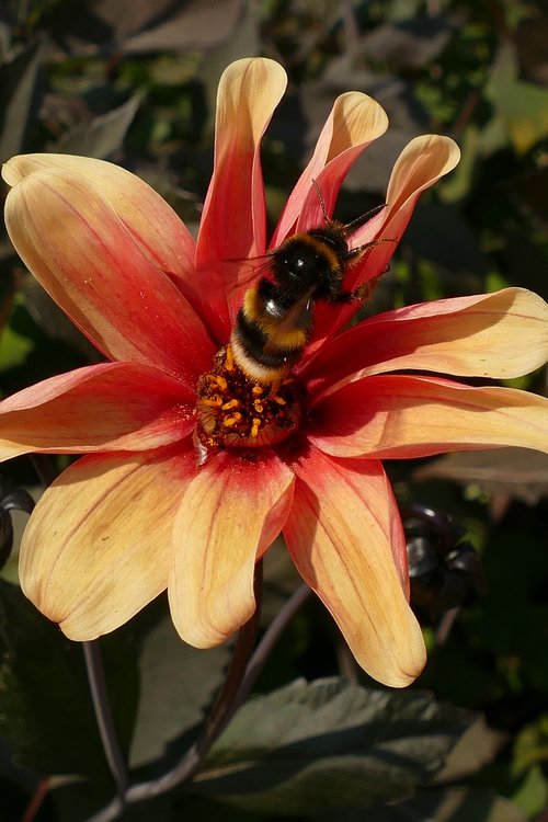 bumblebee  bug  fauna