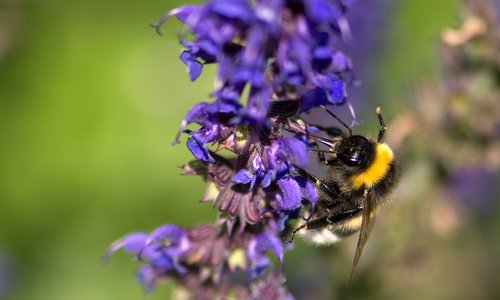 bumblebee  bee  lavender