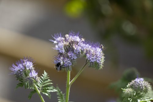 bumblebee  wildflowers  nature