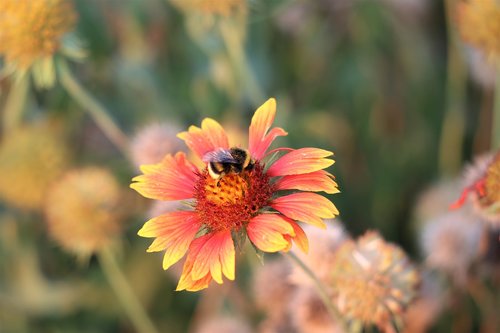 bumblebee  blanket flower  gaillardia aristata