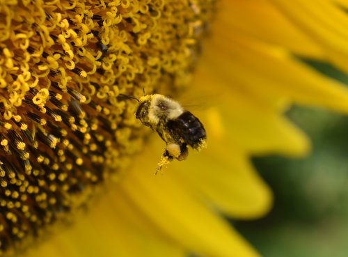 bumblebee  bee  pollen