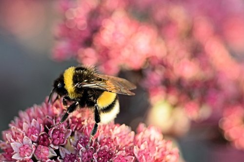 bumblebee  bee  flower