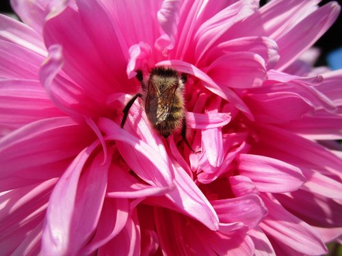 bumblebee  astra  flower