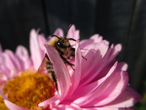 bumblebee  astra  flower