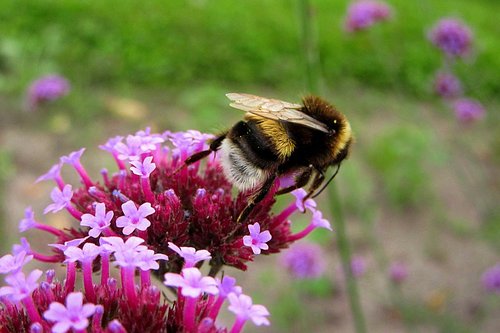 bumblebee  bug  pollen