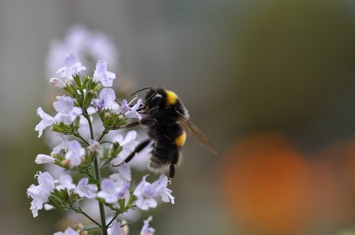 bumblebee  flower  flowers
