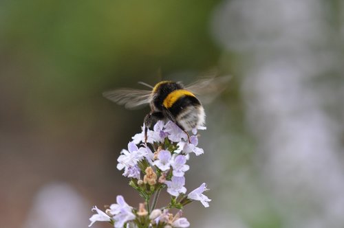 bumblebee  garden  flowers
