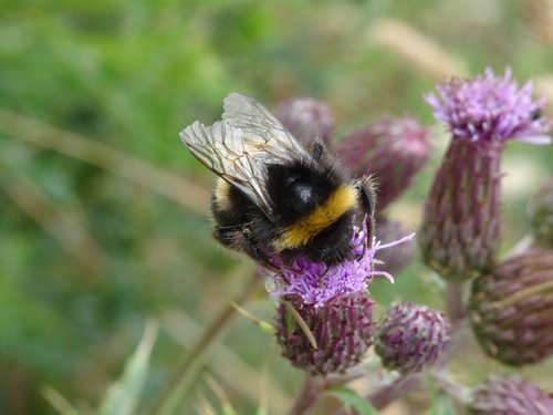 bumblebee  insect  nature