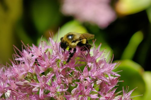bumblebee  bumble bee  bee