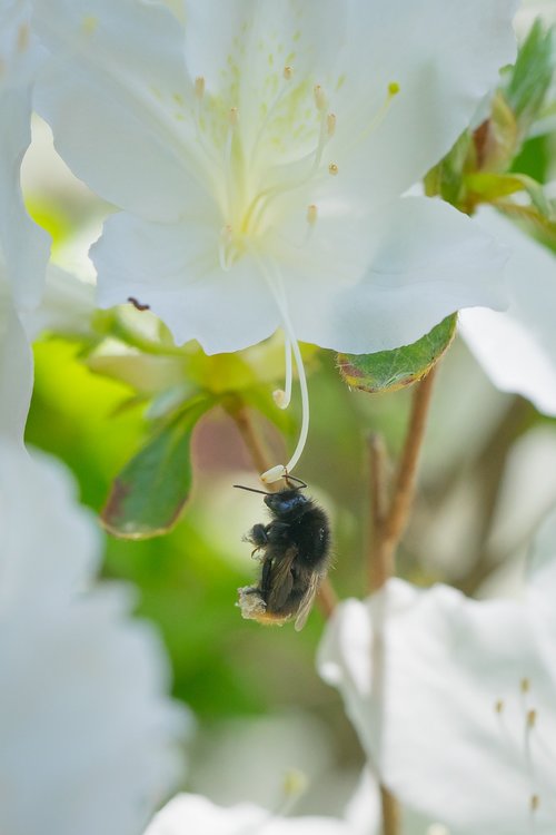 bumblebee  azalea  macro