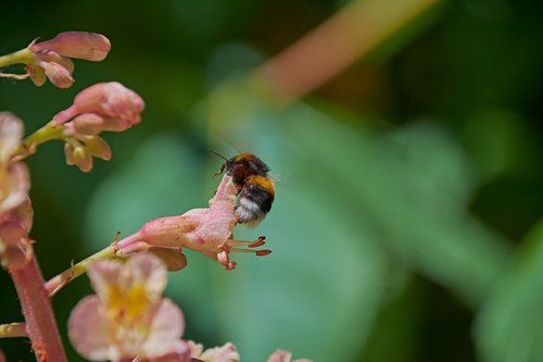 bumblebee  flower  spring