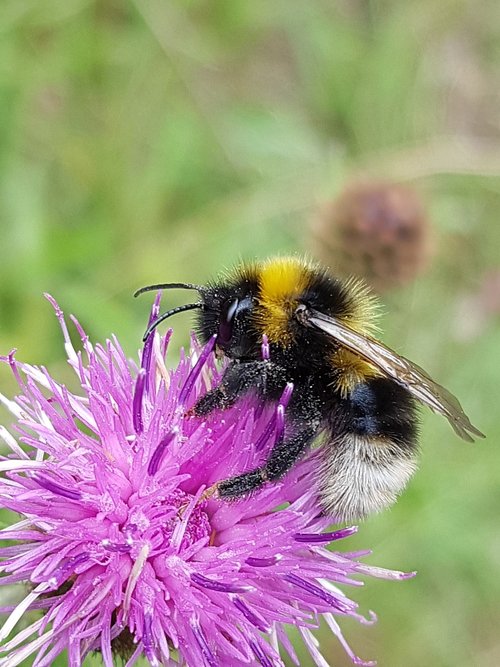 bumblebee  knapweed  flower