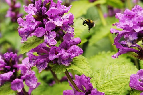 bumblebee  insect  botanical