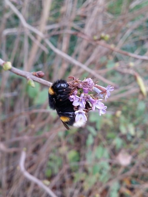 bumblebee nature bee