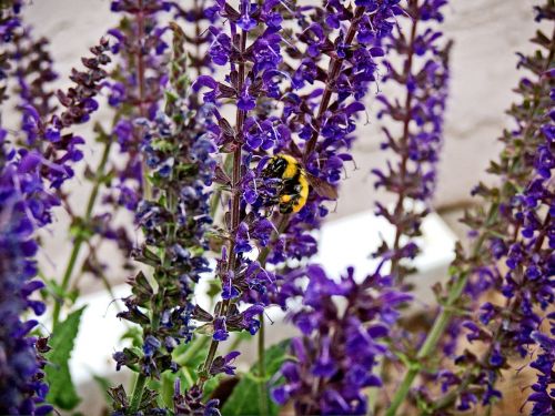 bumblebee bee lavender