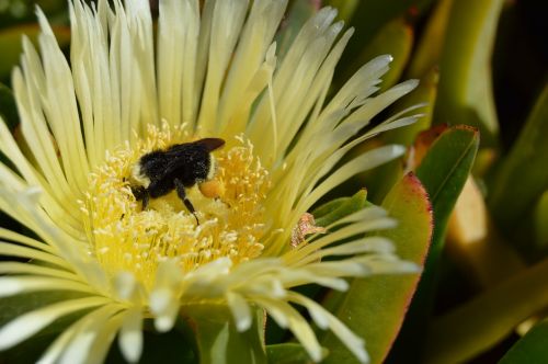 bumblebee flower bee
