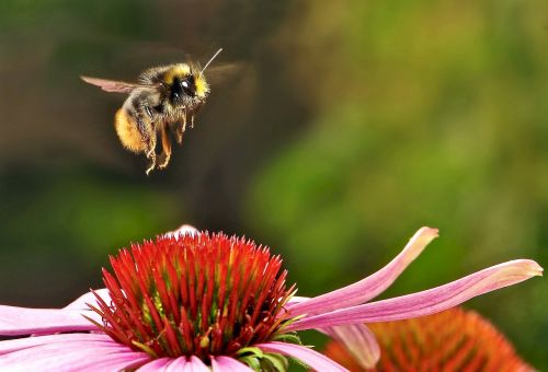 bumblebee landing flower