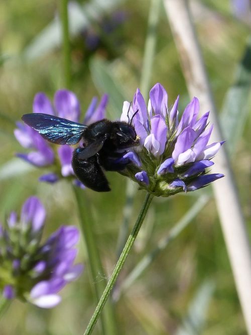 bumblebee carpenter xilocopa violet black bumblebee