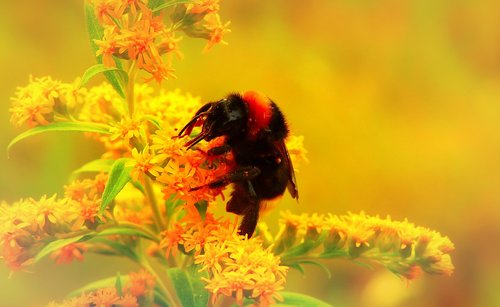 bumblebee gas  insect  pszczołowate