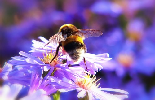 bumblebee gas  insect  flower