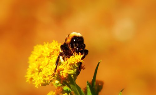 bumblebee gas  pszczołowate  flower