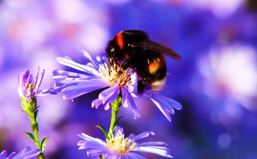 bumblebee gas  pszczołowate  apiformes